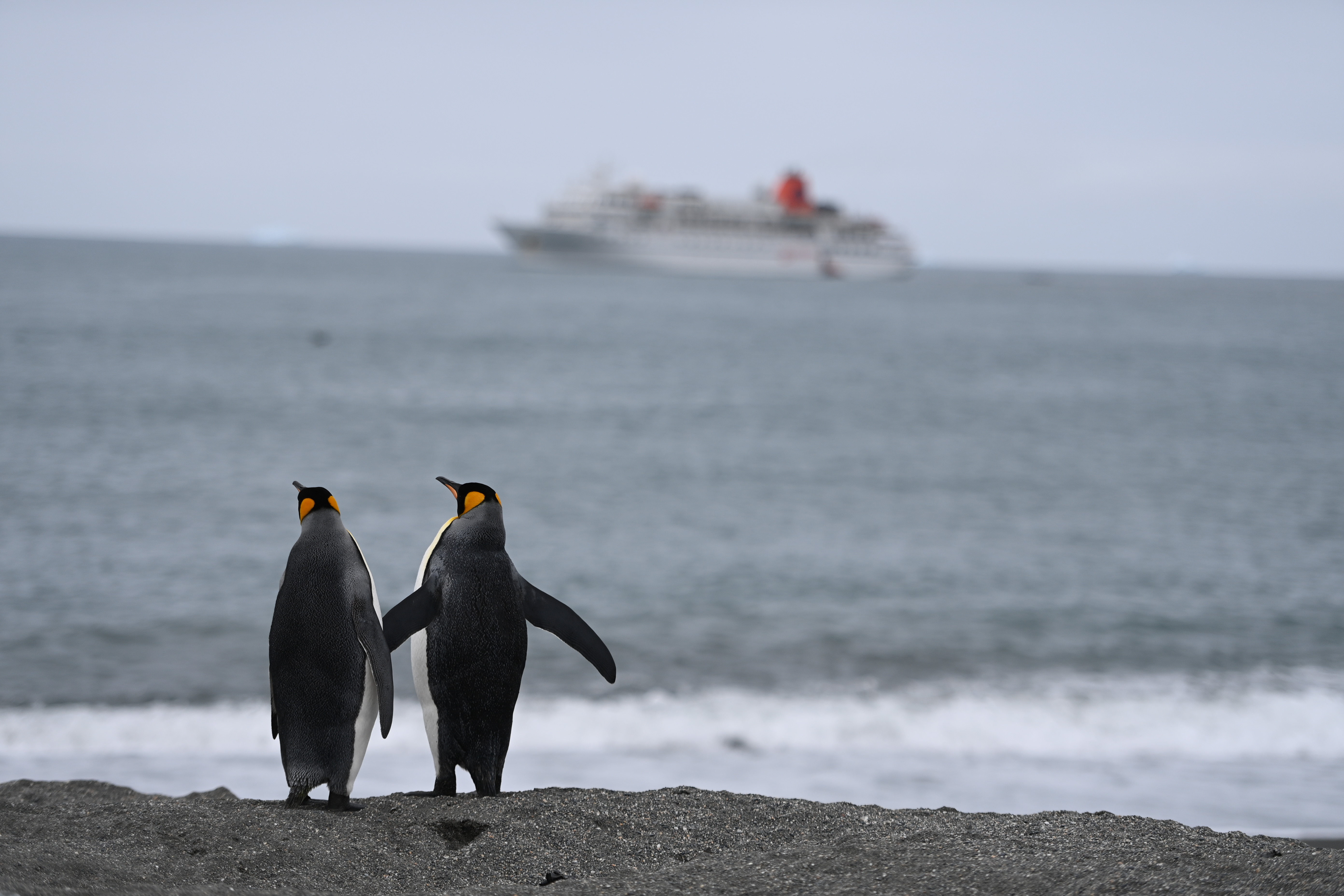 1771116907760879.jpg DSC_0692.JPG